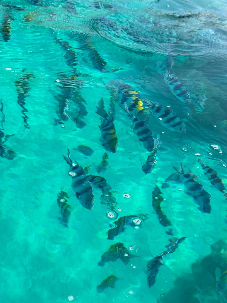 Premium Mnemba atoll Snorkeling Tour