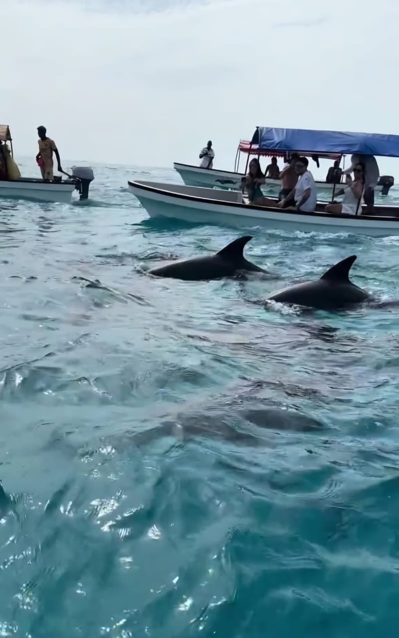 Dolphin Tour